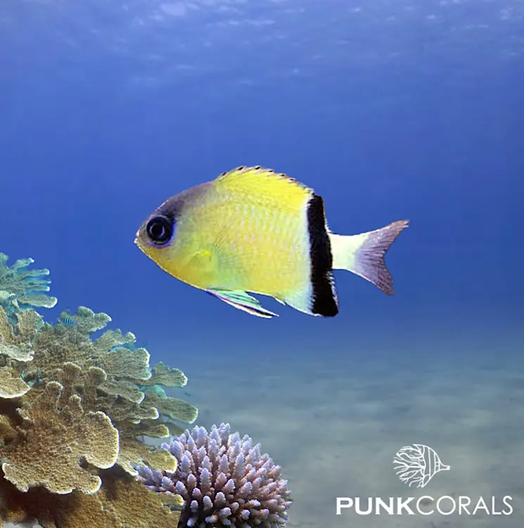 Pycnochromis retrofasciatus Schwarzbinden-Schwalbenschwänzchen