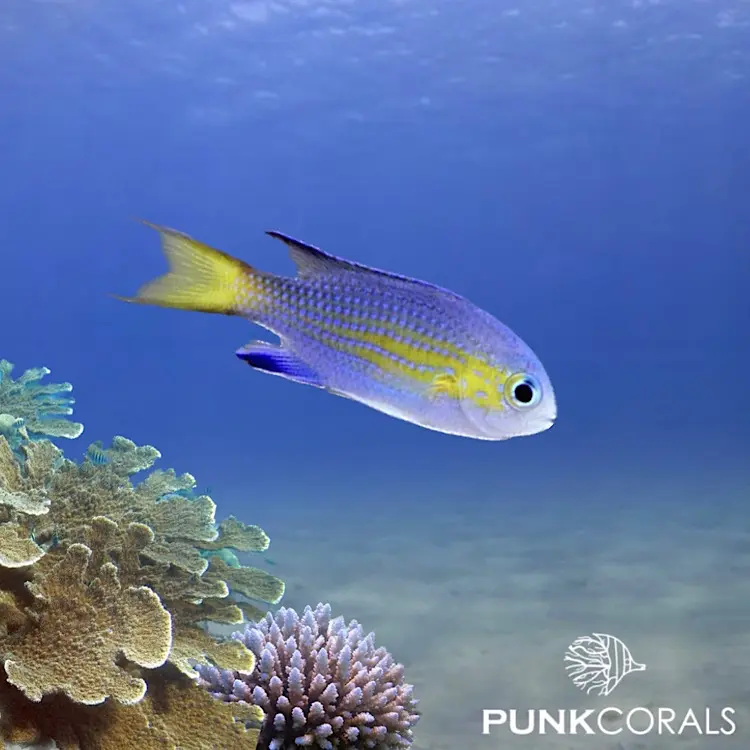 Pycnochromis vanderbilti Blaugelbes Schwalbenschwänzchen
