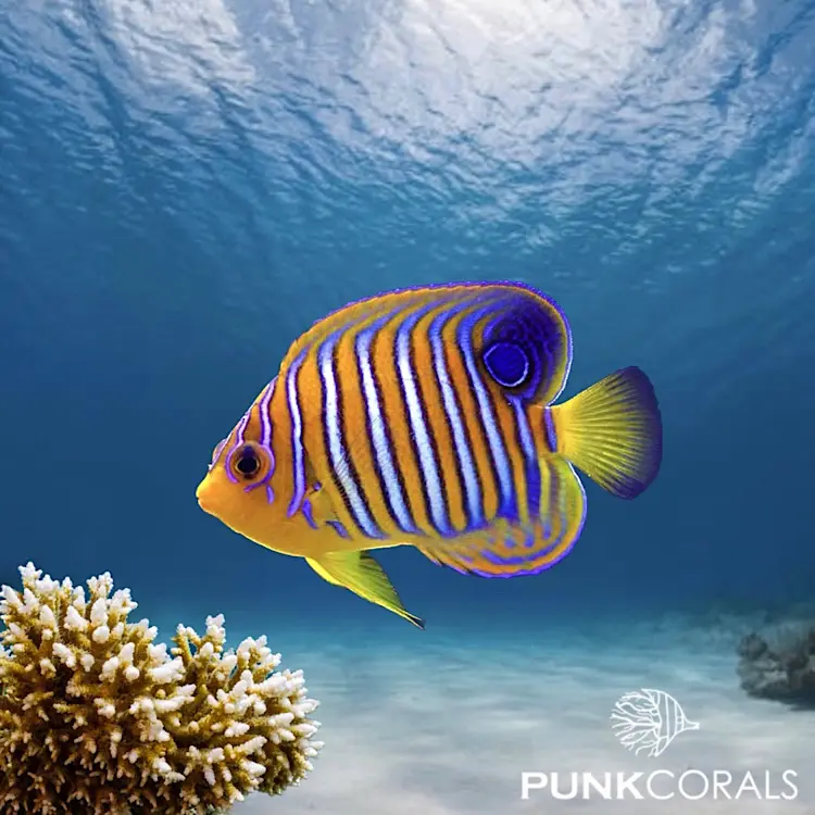 Pygoplites diacanthus Pfauen-Kaiserfisch