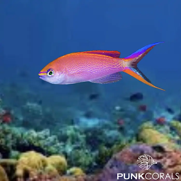 Pyronotanthias smithvanizi Prinzessinnen-Fahnenbarsch
