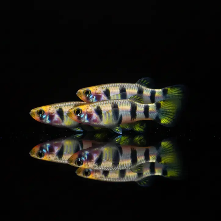 Querbandhechtling – Epiplatys dageti dageti 🐟🌿