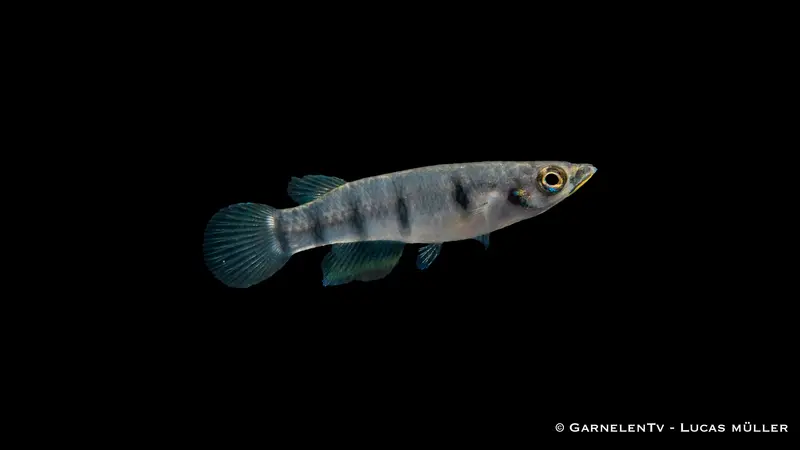 Querbandhechtling - Epiplatys dageti dageti