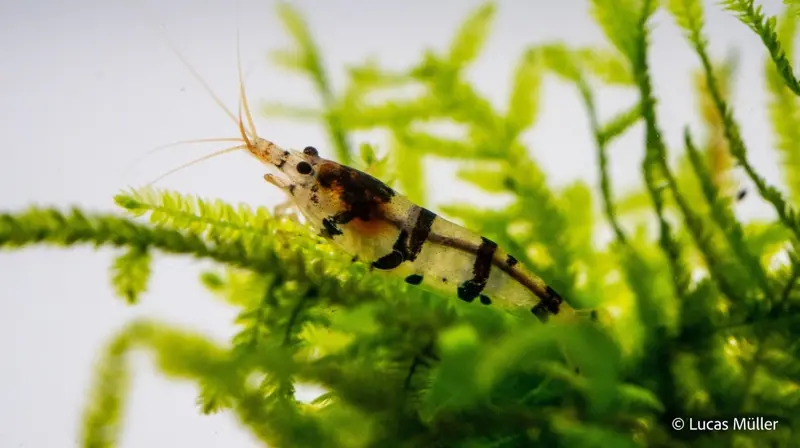 Raccoon Tigergarnele - Caridina sp