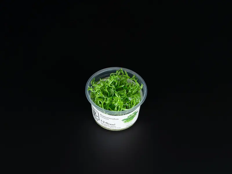 Ranunculus inundatus