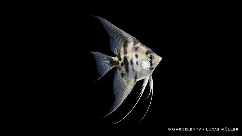 Rauch-Zebra-Skalar - Pterophyllum scalare