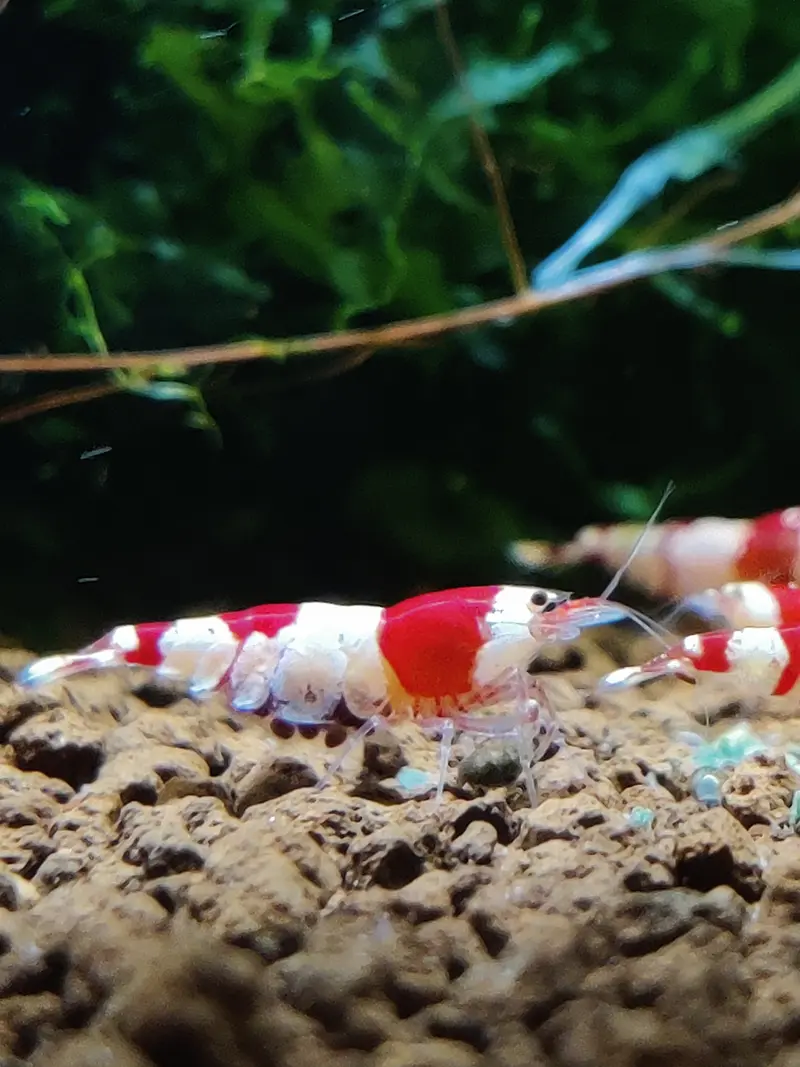Red Bee Garnelen - Caridina