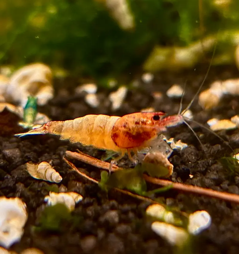 Red Bolt Garnelen - Caridina.