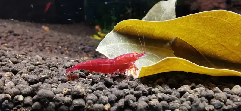 Red Devil OE Garnele