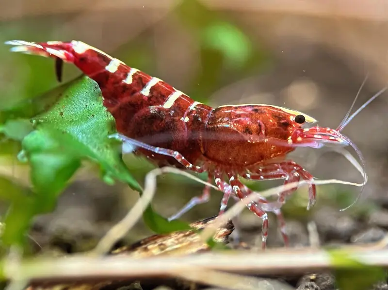 Red Galaxy Pinto Garnele (Fishbone-Stamm)