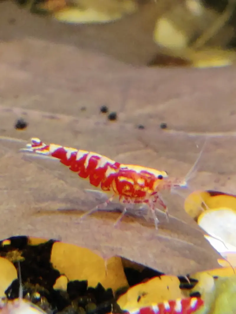 Red Pinto Galaxy Mix