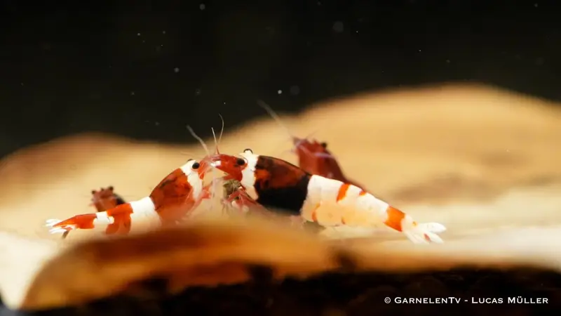 Red Wine Garnele, Caridina spec. "Red Wine" (Taiwan Bee / Shadow Bee)