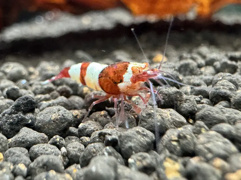 Red Wine OE Garnele (Orange Eyes)