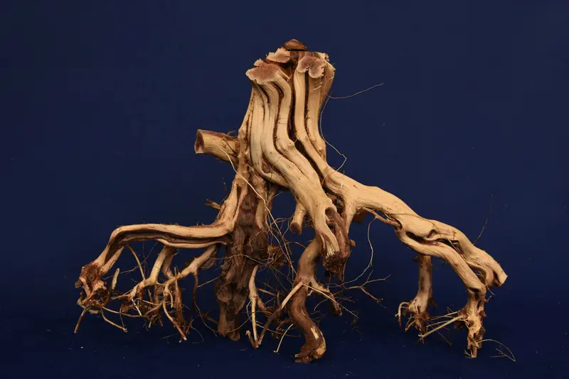 Redwood Etosha Tree, Aquarium Wurzel, Nano, Exklusiv, ET114