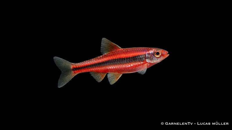 Regenbogenelritze - Notropis chrosomus DNZ (5cm)