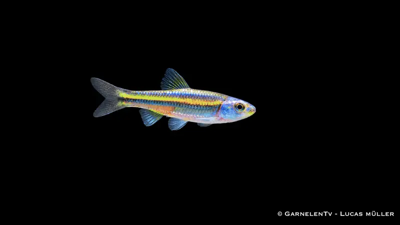 Regenbogenelritze yellow - Notropis chrosomus