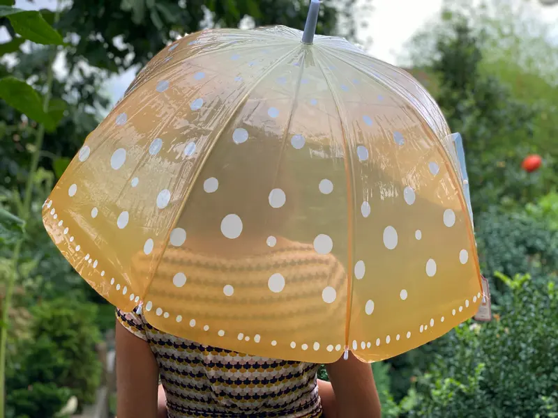 Regenschirm Lagunenqualle