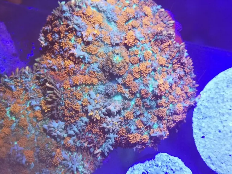 Rhodactis sp. – A-Grade Bluish Red Scheibenanemone