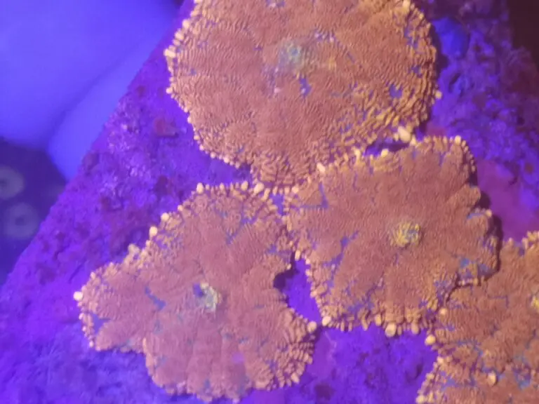 Rhodactis sp. – Gold Orange Scheibenanemone