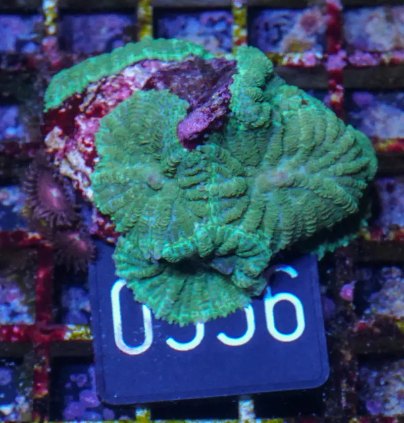 Rhodactis sp.