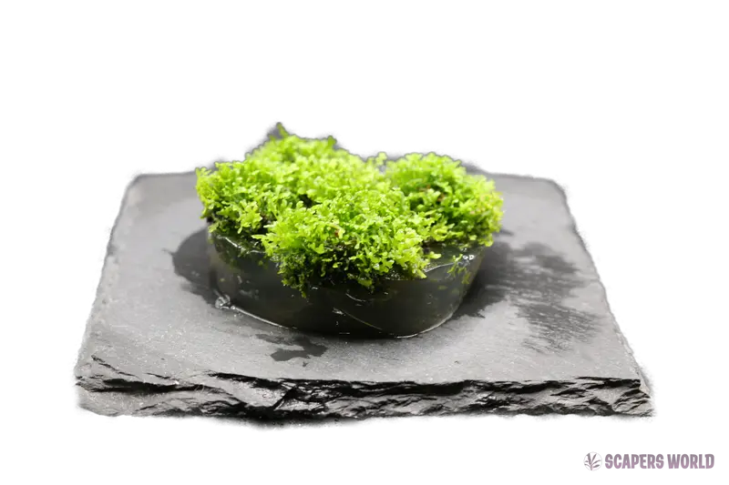 Riccardia chamedryfolia