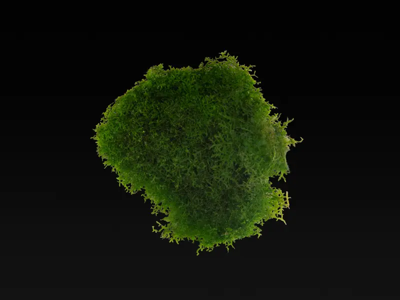 Riccardia sp. 'chamedryfolia'