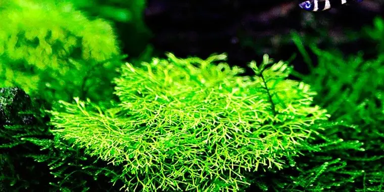 Riccia fluitans - In Vitro Cup Aquarienpflanze