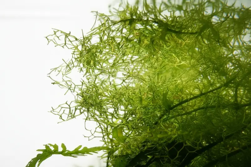 Riccia fluitans „Louisiana“ Aquarium – Teichlebermoos für Aquascaping