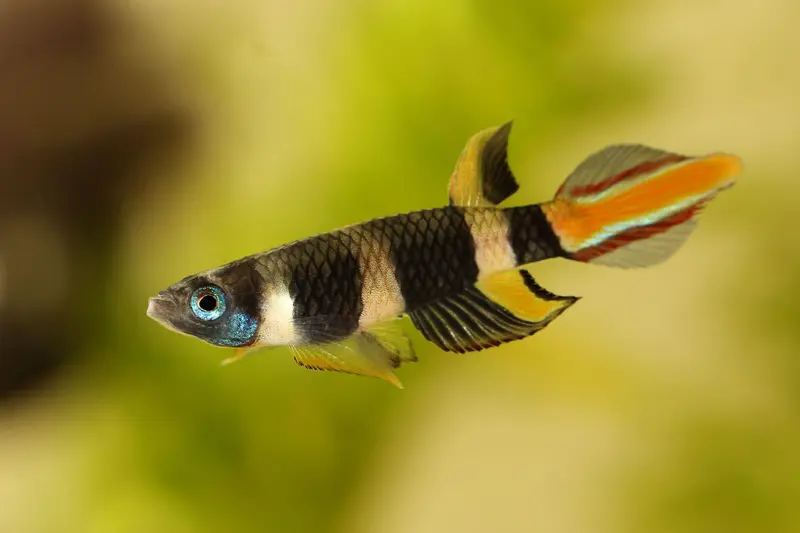 Ringelhechtling - Epiplatys annulatus