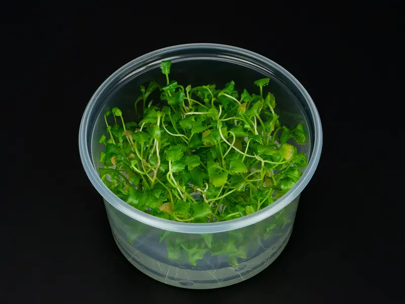 Rorippa aquatica