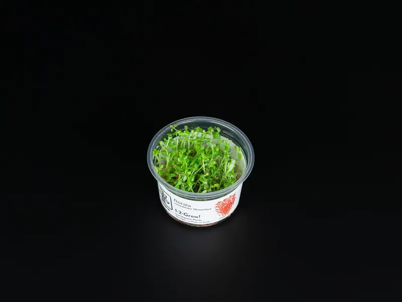 Rotala rotundifolia 'Blood Red'