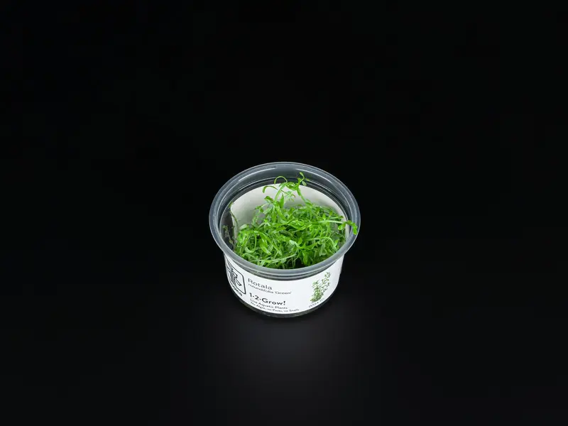 Rotala rotundifolia 'Green'