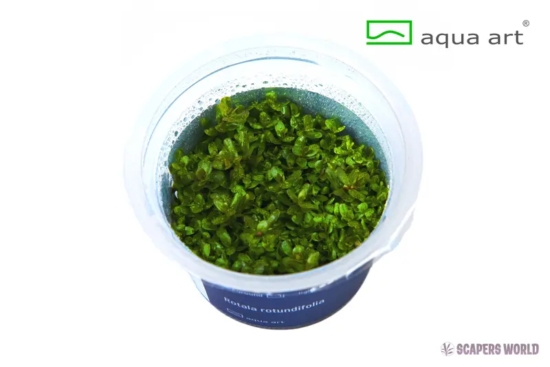 Rotala rotundifolia