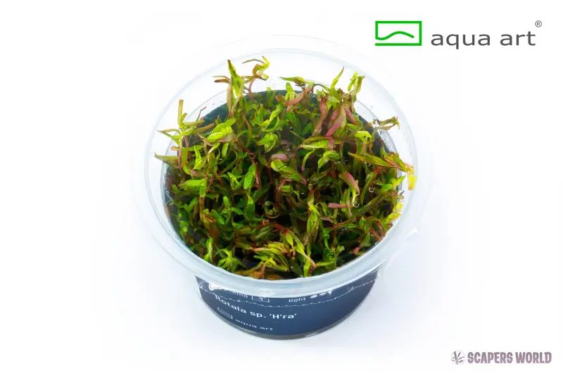 Rotala sp. H`ra