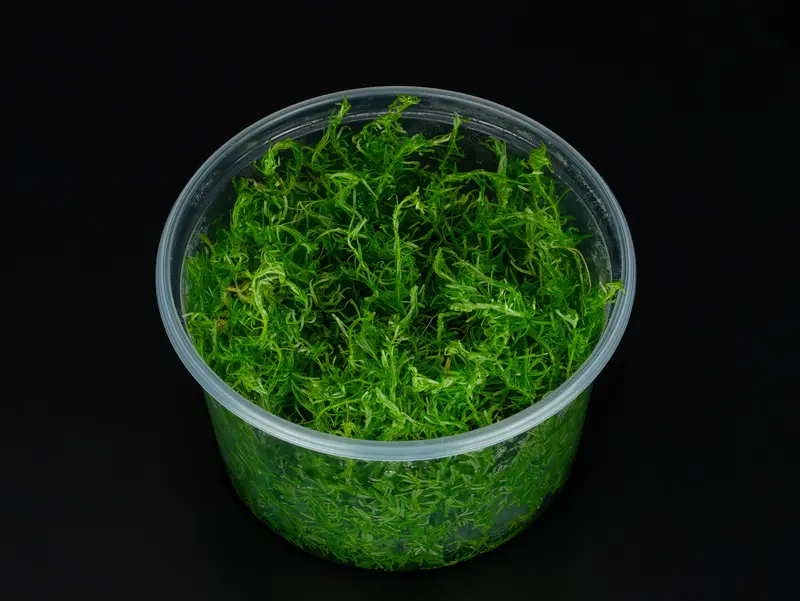 Rotala sp. 'Nanjenshan'