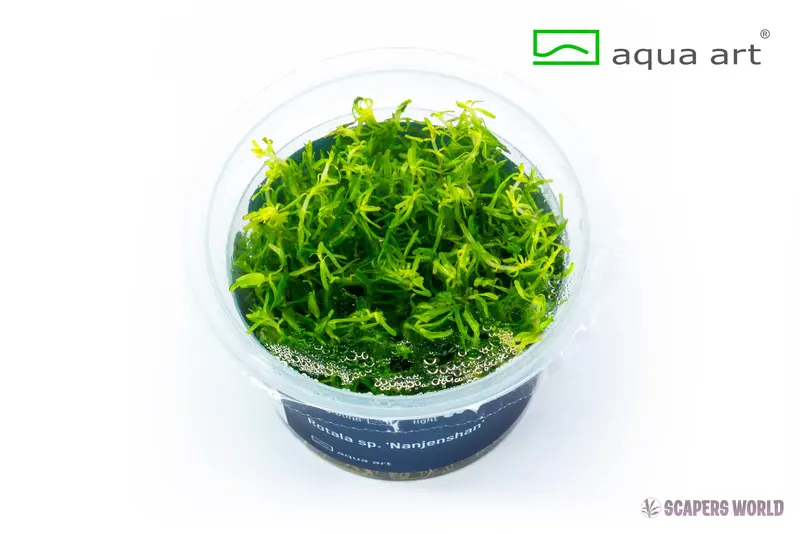 Rotala sp. Nanjenshan