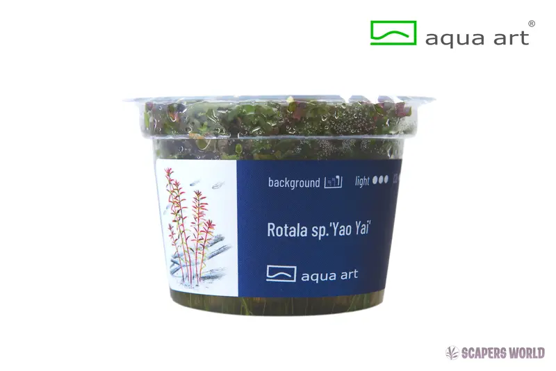 Rotala sp. Yao Yai