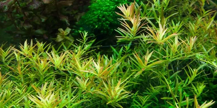 Rotala 'Vietnam H'ra' - In vitro cup