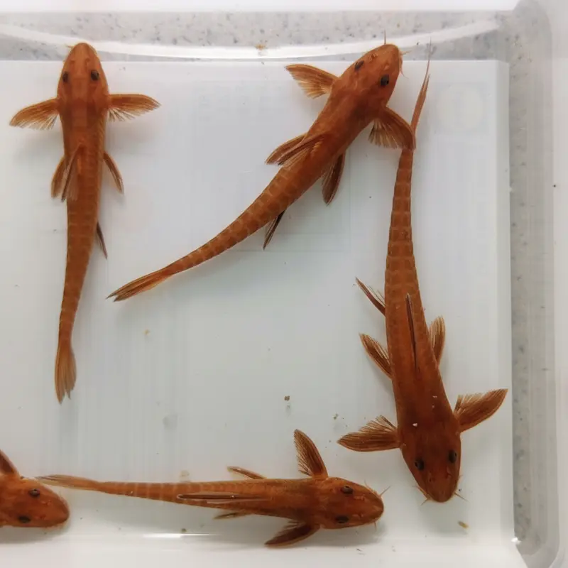 Roter Hexenwels (Rineloricaria spec.)