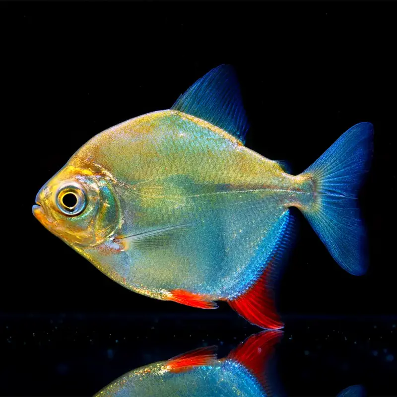 Rotflossen-Hakenscheibensalmler – Myleus rubripinnis (Myloplus rubripinnis)