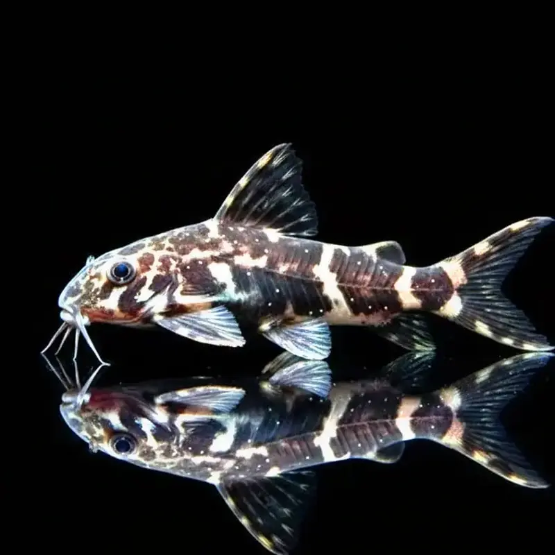 Rückenschwimmender Kongowels „ZEBRA“ – Synodontis nigriventris ZEBRA (CONGO)