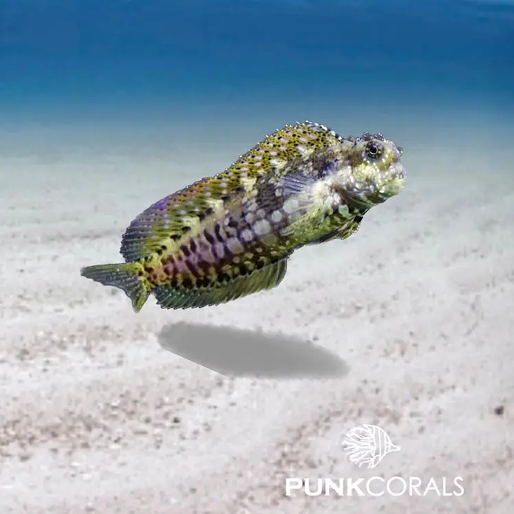 Salarias fasciatus Juwelen-Felshüpfer