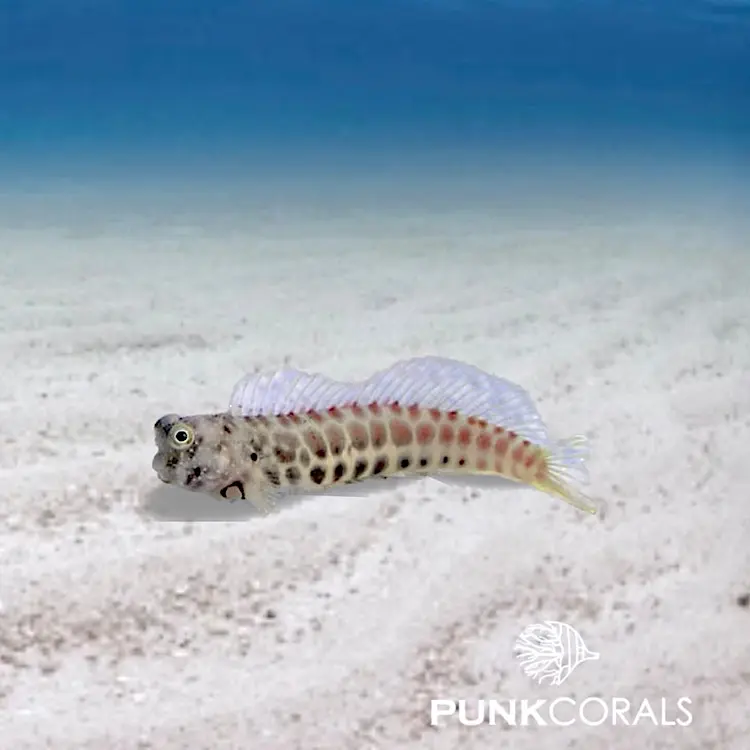 Salarias segmentatus Segmentierter Schleimfisch