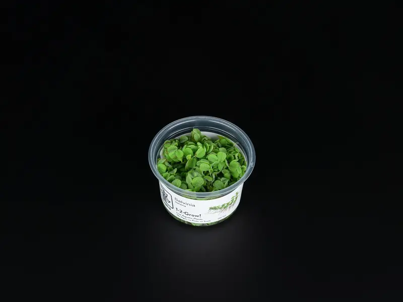 Salvinia auriculata / Salvinia minima