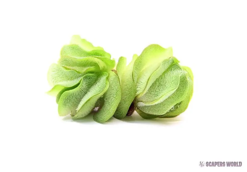 Salvinia auriculata