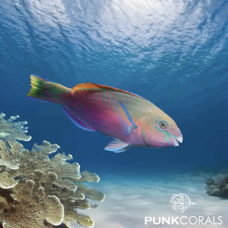 Scarus quoyi Quoys Papageifisch