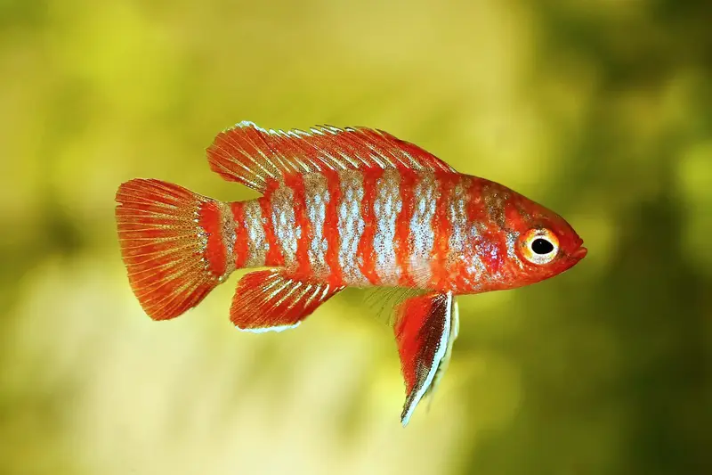 Scharlachroter Zwergblaubarsch – Dario dario Scarlet Red - PAAR