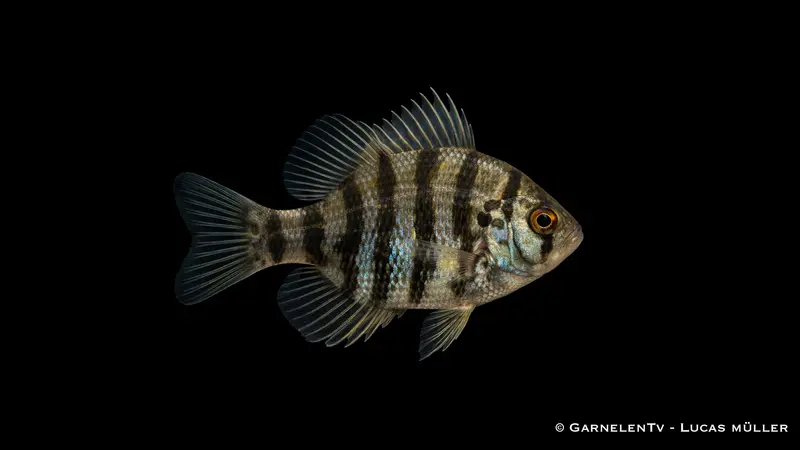 Scheibenbarsch - Enneacanthus chaetodon (5-8 cm)