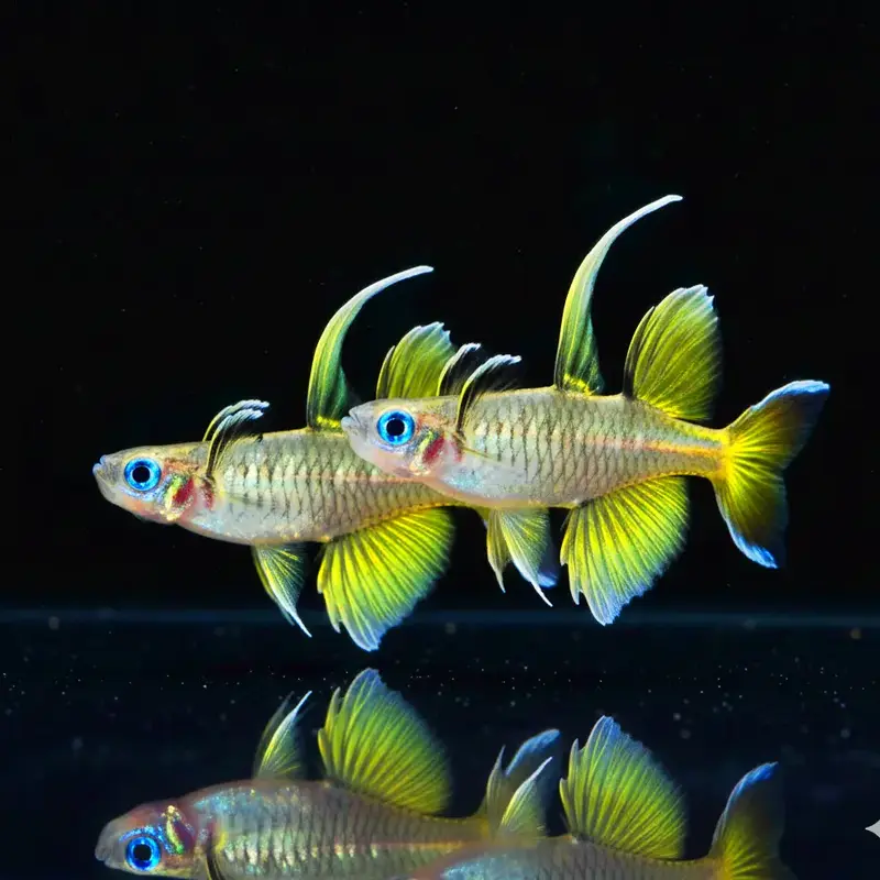 Schmetterlingsblauauge Pseudomugil signifer 🦋💙