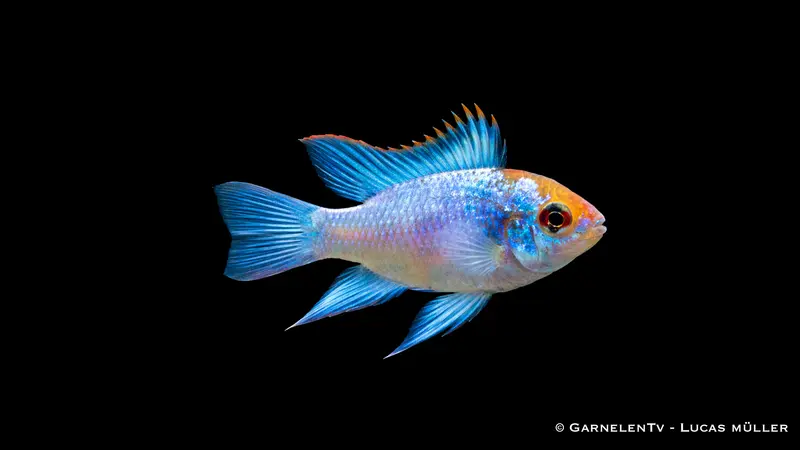 Schmetterlingsbuntbarsch Electric Blue - Microgeophagus ramirezi