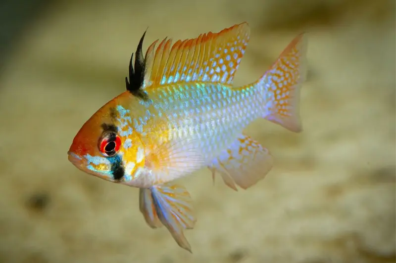 Schmetterlingsbuntbarsch – Mikrogeophagus ramirezi